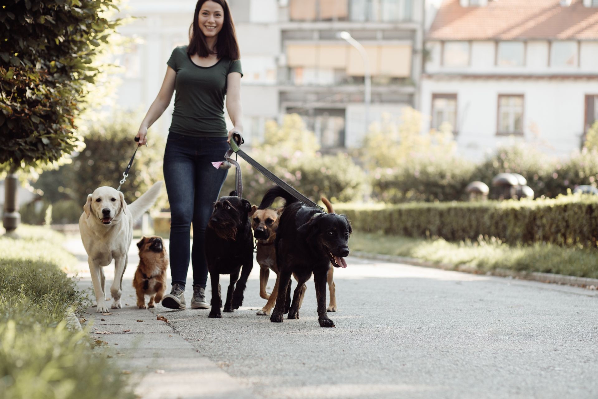 Dog walker enjoying with dogs while walking outdoors. 