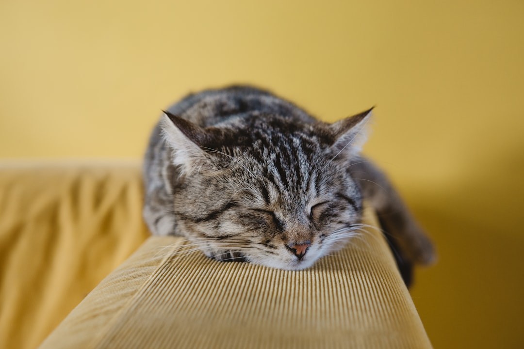 shallow focus photography of brown tabby kitten on couch