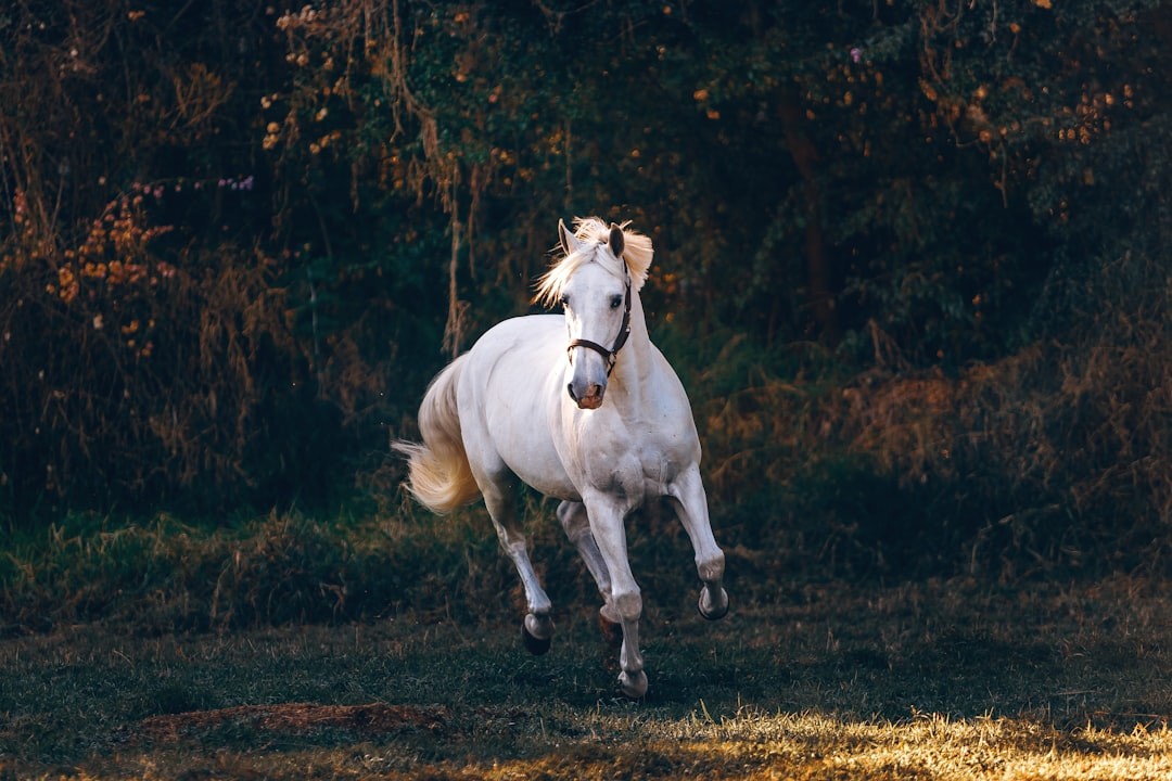 shallow focus photo of white horse running